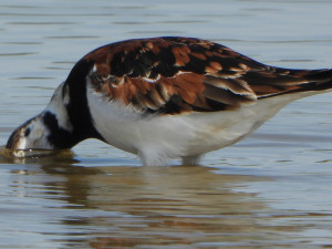 VIDEO: Ptáci z Arktidy se objevili na Přerovsku. Ornitologové pozorovali hejno osmi kamenáčků pestrých