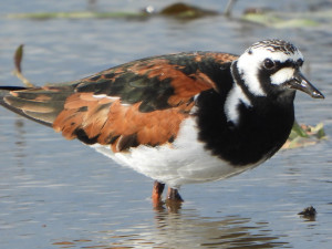 VIDEO: Ptáci z Arktidy se objevili na Přerovsku. Ornitologové pozorovali hejno osmi kamenáčků pestrých