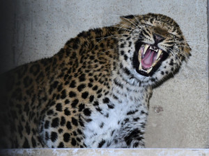 Olomoucká zoo chová nový druh levharta. Ale jen dočasně