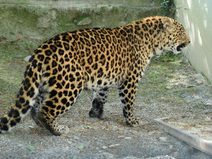 Olomoucká zoo chová nový druh levharta. Ale jen dočasně