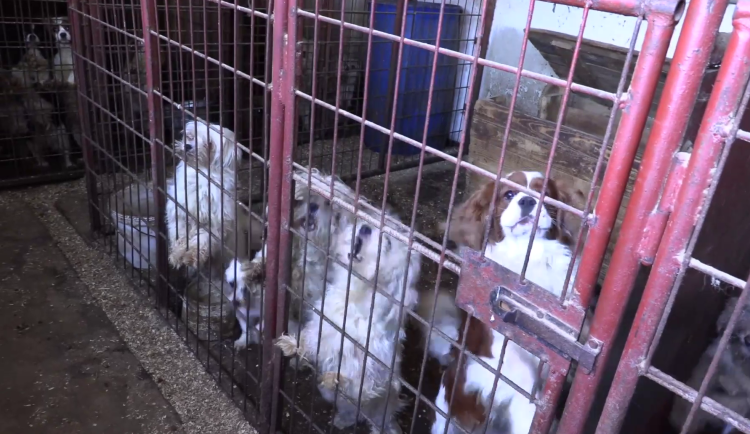 VIDEO: Policie objevila na Olomoucku množírnu se stovkou trpících psů. Putovali na prodej do Prahy
