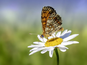 Do sčítání motýlů v Česku se poprvé může zapojit veřejnost. Začne v červnu
