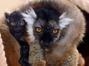 V zoo na Svatém Kopečku se narodila dvojčata lemurů tmavých. Po osmileté pauze