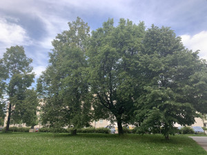 Nechceme garážový dům místo zeleně, zuří lidé z prostějovského sídliště. Petice už má stovky podpisů