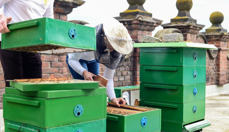 Díky dotaci z fondu životního prostředí si školy vybudují na střechách včelí úly, vznikne i květnatá loučka