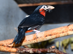 Bizarní pták z příbuzenstva datlů. Vousák přinesl olomoucké zoo ocenění v soutěži Bílý slon