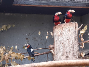 Bizarní pták z příbuzenstva datlů. Vousák přinesl olomoucké zoo ocenění v soutěži Bílý slon