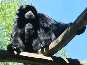 V pavilonu opic zpívá giboní pár. Zoo Olomouc získala samici z Anglie