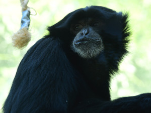 V pavilonu opic zpívá giboní pár. Zoo Olomouc získala samici z Anglie