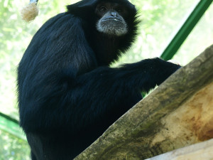 V pavilonu opic zpívá giboní pár. Zoo Olomouc získala samici z Anglie