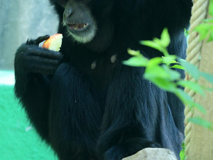 V pavilonu opic zpívá giboní pár. Zoo Olomouc získala samici z Anglie