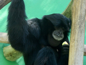 V pavilonu opic zpívá giboní pár. Zoo Olomouc získala samici z Anglie