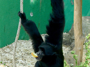 V pavilonu opic zpívá giboní pár. Zoo Olomouc získala samici z Anglie