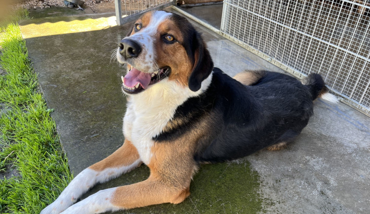 HLEDÁME PÁNÍČKA: