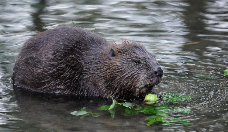 size3-16129596219955-152-bobr-na-vysocine-vyssi-skody-na-drevinach-jsou-treba-na-rece-sazave-nebo-jihlave