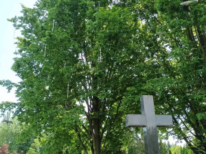 Prostějov bojuje se špačky na hřbitově. Odradit je mají třepetalky na stromech a makety dravců