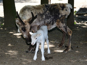 Osminásobná radost u sobů. Stádo v arktickém safari Zoo Olomouc se před létem rozrostlo