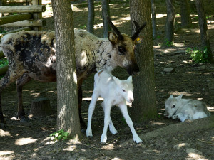 Osminásobná radost u sobů. Stádo v arktickém safari Zoo Olomouc se před létem rozrostlo