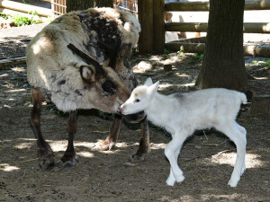 Osminásobná radost u sobů. Stádo v arktickém safari Zoo Olomouc se před létem rozrostlo