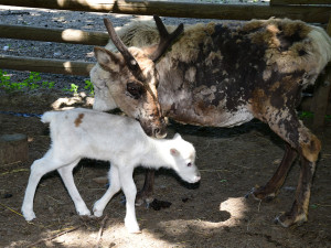 Osminásobná radost u sobů. Stádo v arktickém safari Zoo Olomouc se před létem rozrostlo