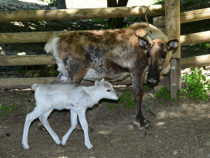 Osminásobná radost u sobů. Stádo v arktickém safari Zoo Olomouc se před létem rozrostlo