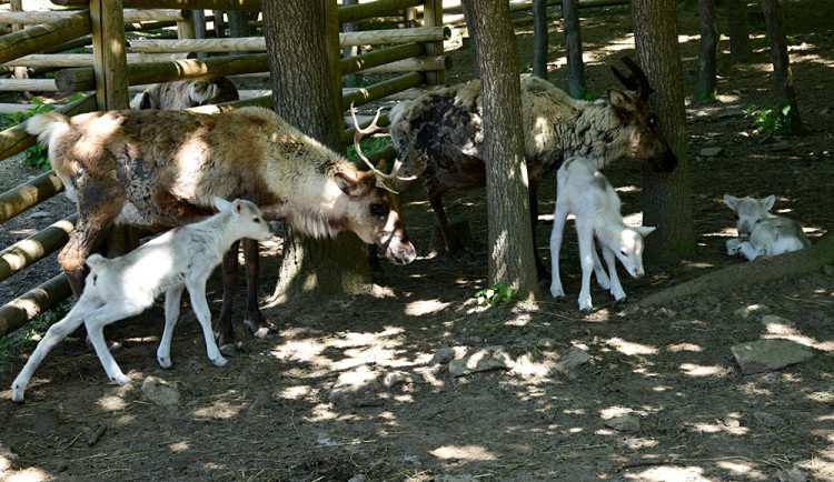 Osminásobná radost u sobů. Stádo v arktickém safari Zoo Olomouc se před létem rozrostlo