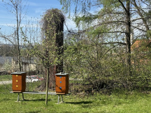 Hejtman pomáhá založit chov včel v Čechách pod Kosířem. Zámek chce obohatit park a nabízet vlastní med