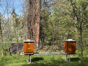 Hejtman pomáhá založit chov včel v Čechách pod Kosířem. Zámek chce obohatit park a nabízet vlastní med