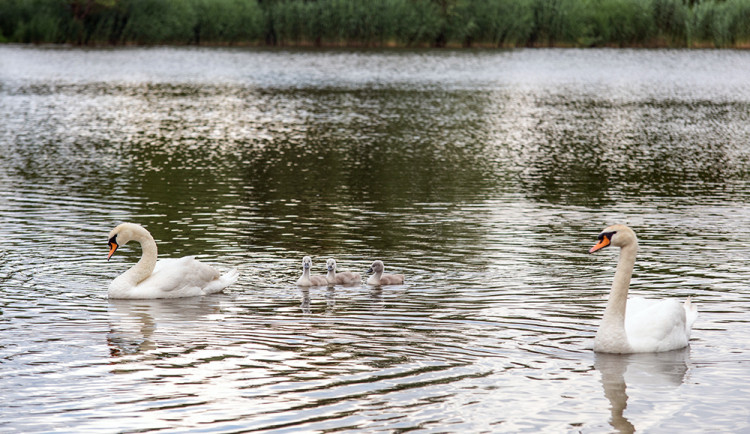 Ze sedmi mláďat přežily tři. V Litovli bojují o záchranu labutí rodiny