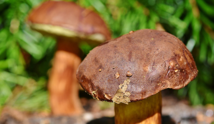 size3-size4-17170069668458-207-meteorologove-zverejnuji-mapu-ukazujici-pravdepodobny-rust-hub