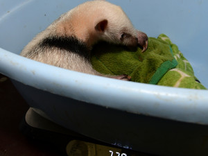 Dvacátý mravenečník v Zoo Olomouc: roztomilé mládě se zatím rozkoukává v zázemí zahrady