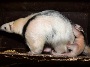 Dvacátý mravenečník v Zoo Olomouc: roztomilé mládě se zatím rozkoukává v zázemí zahrady