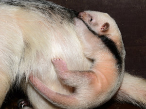 Dvacátý mravenečník v Zoo Olomouc: roztomilé mládě se zatím rozkoukává v zázemí zahrady