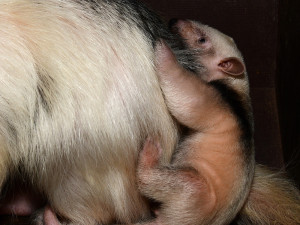 Dvacátý mravenečník v Zoo Olomouc: roztomilé mládě se zatím rozkoukává v zázemí zahrady