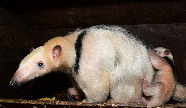 Samice mravenečníka nosí své mládě na hřbetu
