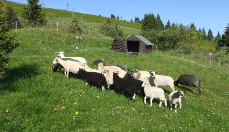 Na Ovčárnu se po osmdesáti letech vrátí ovce, stádo bude hlídat pastevec se psy. Pomůže to přírodě