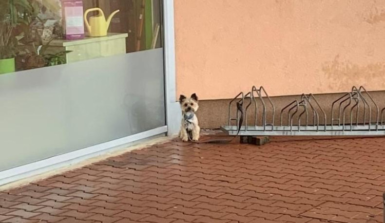 VIDEO: Seniorka našla už jen vodítko. Muž jí odcizil psa před zraky kamer v centru Olomouce