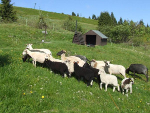 Na Ovčárnu se po osmdesáti letech vrátí ovce, stádo bude hlídat pastevec se psy. Pomůže to přírodě
