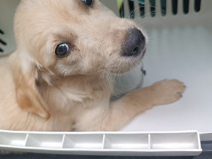 2 - Záchrana štěňat nalezených u Štěpánova