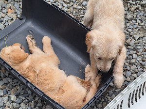 3 - Záchrana štěňat nalezených u Štěpánova