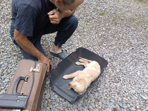 4 - Záchrana štěňat nalezených u Štěpánova