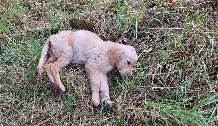 Zubožená štěňata na okraji Štěpánova