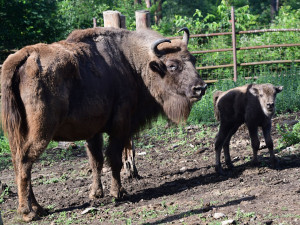 Plodné měsíce v olomoucké zoo. Nová mláďata přispívají k záchraně druhů