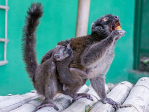 Plodné měsíce v olomoucké zoo. Nová mláďata přispívají k záchraně druhů