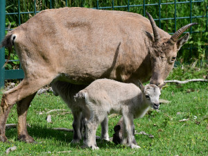 Plodné měsíce v olomoucké zoo. Nová mláďata přispívají k záchraně druhů