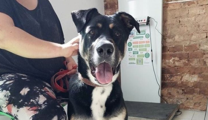 HLEDÁME PÁNÍČKA: Fredy, Majky a Kena z útulku Javornické čumáčky čekají na nový domov