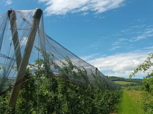 FOTOGALERIE: Kromě jablek má Kofola v Libině i byliny. Pragerovy sady zachránila před vykácením