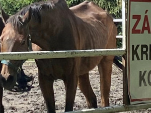 Lidé se rozčilují nad stavem dvou koní ve výběhu na Hloučele. Je to stáří, uklidňují chovatelé
