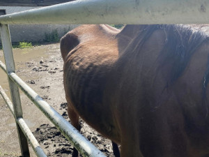 Lidé se rozčilují nad stavem dvou koní ve výběhu na Hloučele. Je to stáří, uklidňují chovatelé