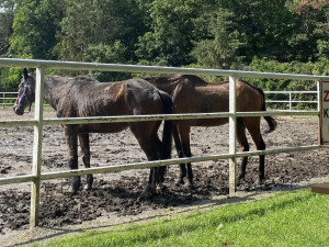 Lidé se rozčilují nad stavem dvou koní ve výběhu na Hloučele. Je to jen stáří, uklidňují chovatelé